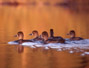 #29 Ducklings