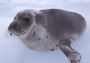 #36 Harp Seal