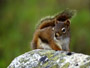 #37 Red Squirrel